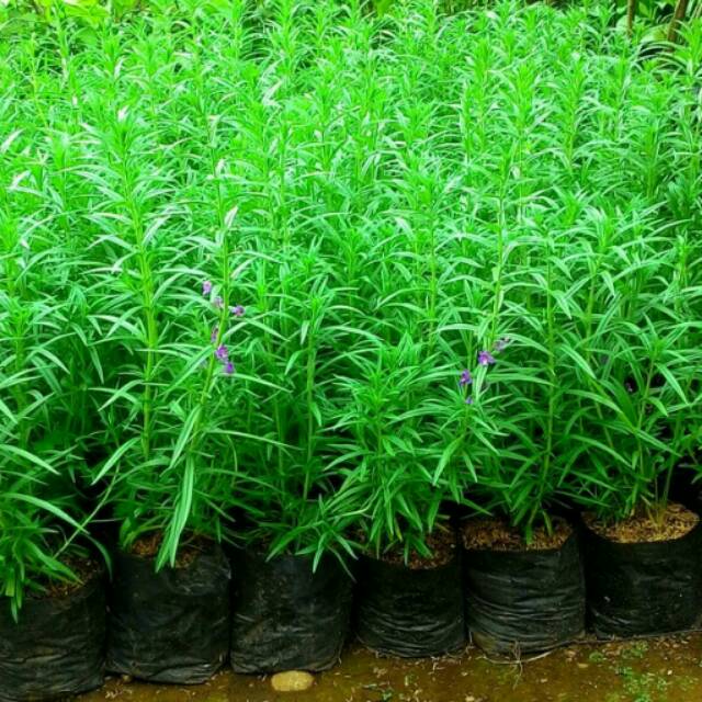 Bibit bunga lavender