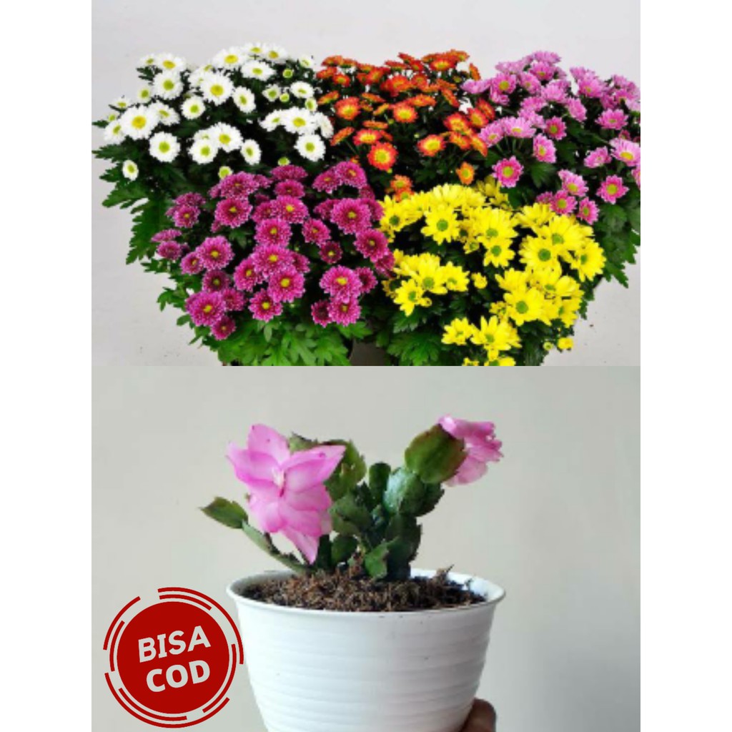 TANAMAN BUNGA HIAS PAKET 2 KRISAN ASTER 2 POHON & CAPIT KEPITING/BISA COD/TANAMAN HIDUP