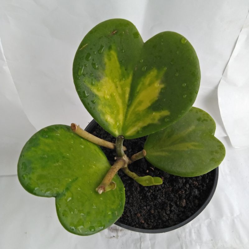 hoya kerii var cluster