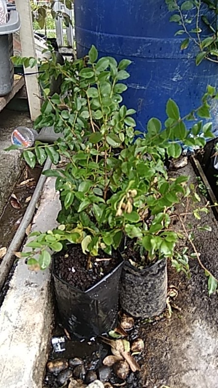 Bibit Anggur Brazil