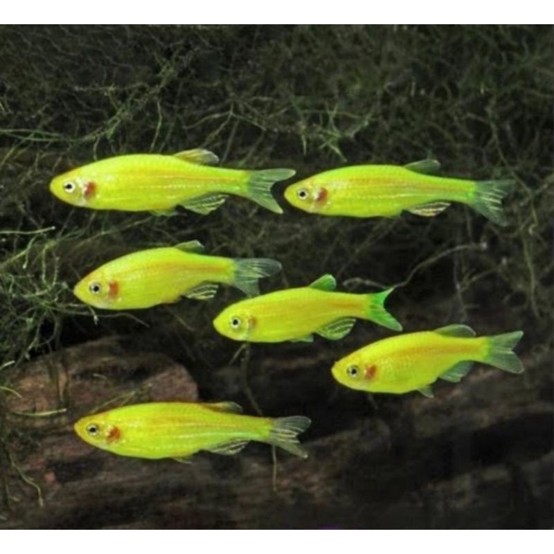 Ikan Hias green danio elektrik