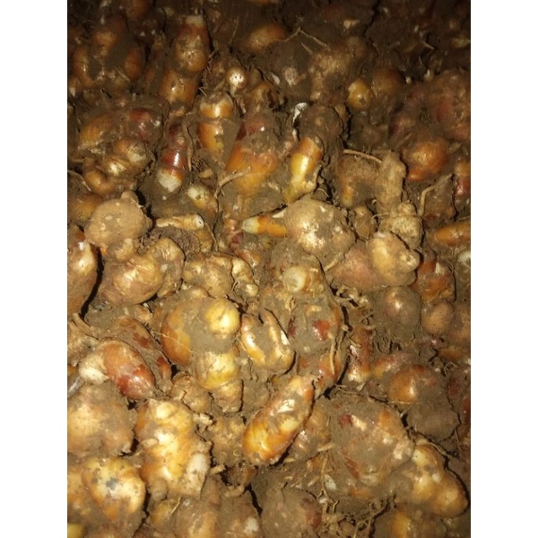 

Kencur Segar Hasil Panen Sendiri Fresh Bumbu Dapur Empon -Empon