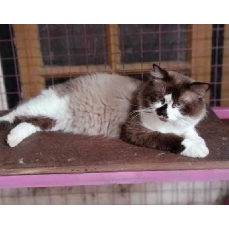 KUCING RAGDOLL JANTAN