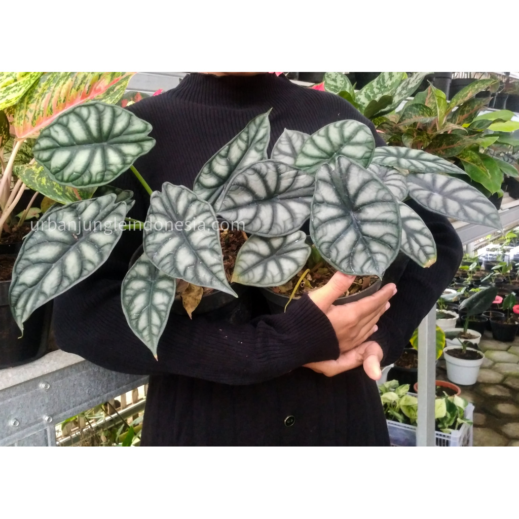 Tanaman Hias Alocasia Silver / Alocasia Dragon Silver