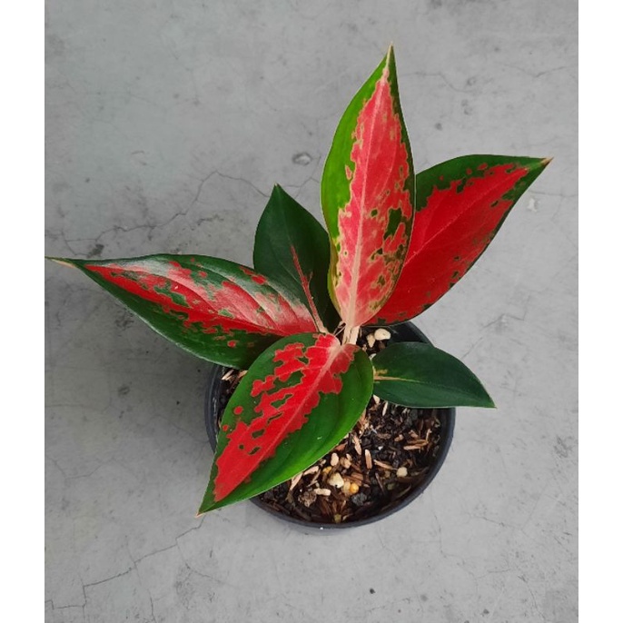 Aglaonema / Aglonema Red Ayu (anakan tanian lokal)