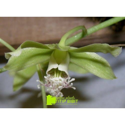 Anggrek spesies Dendrobium stuartii