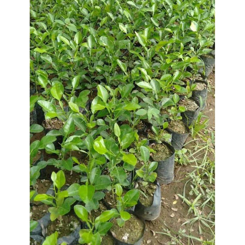 

daun Jeruk purut