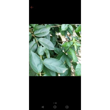 

daun cincau hijau