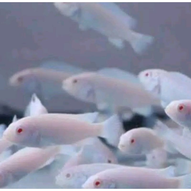 Ikan Hias Cichlid Snow white