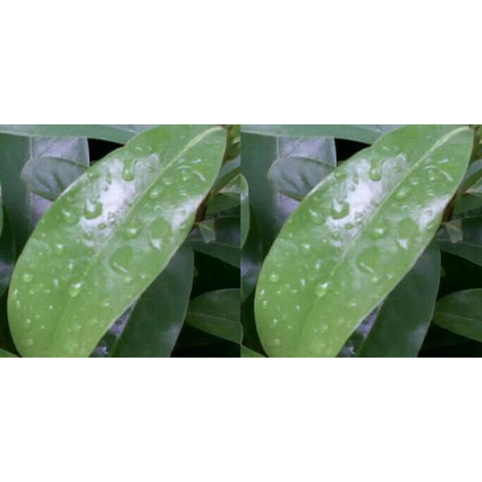 

Kphcha49 Daun Sirsak Segar Per Lembar Lp