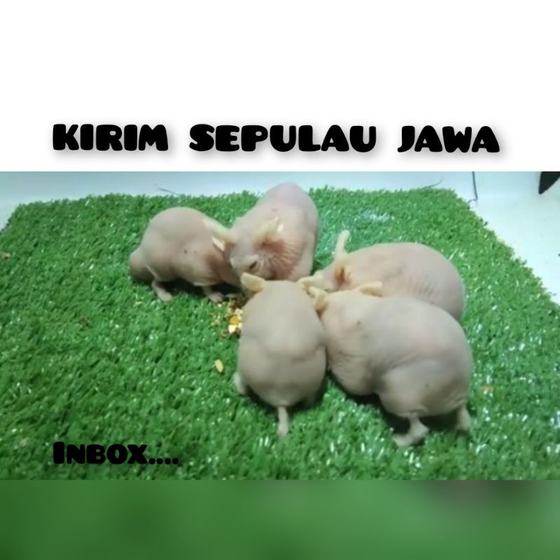 Hamster hair less (kirim pulau jawa)