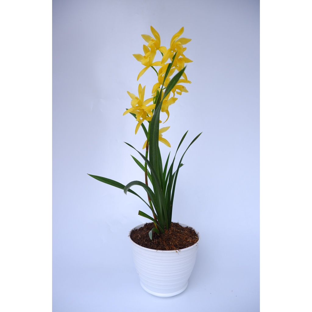 Anggrek Golden Boy - Cymbidium -  Tanaman Hias