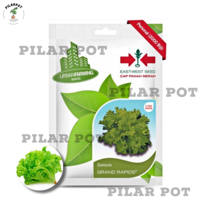 benih bibit selada grand rapids cap panah merah - SELADA GRAND RAPIDS