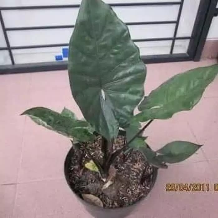 Tanaman Hias Senthe Wulung Talas Hitam Keladi Alocasia Black S Shopee Indonesia