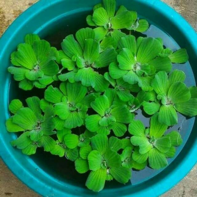 Tanaman hias air apu  apu - tanaman air apu apu