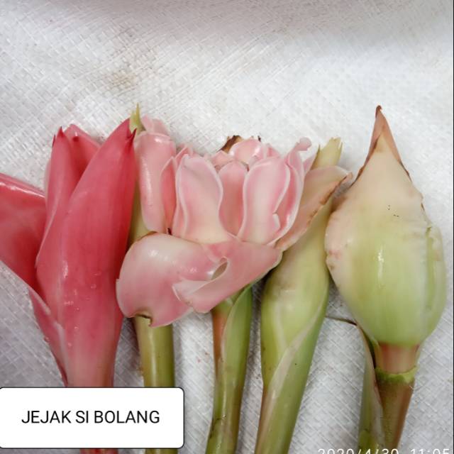 

Bunga kecomrang ready/500grm