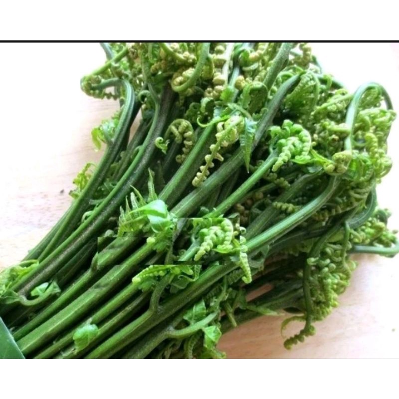 

sayur pakis sayuran segar 500 gram