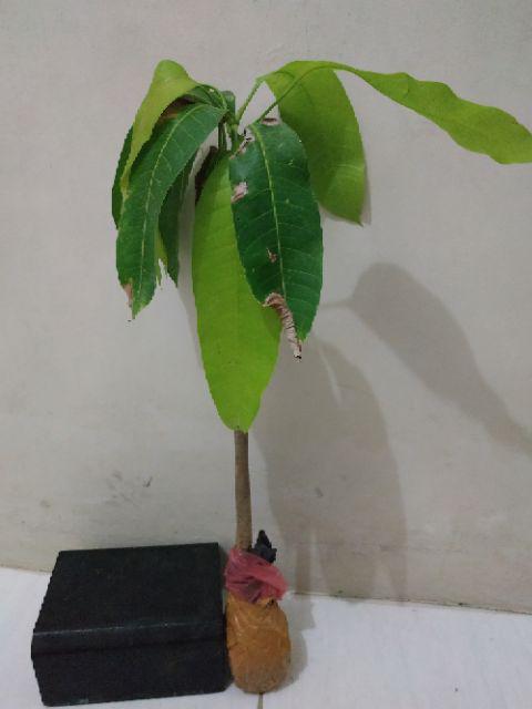 Diskon Bibit Mangga Kiojay Si Buah Besar