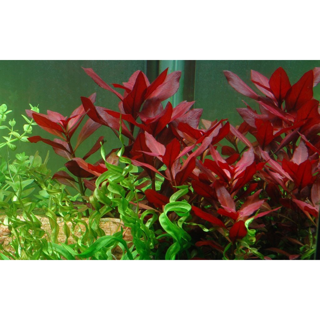 Ludwigia red Rubin ( tanaman aquascape  merah low co2 )