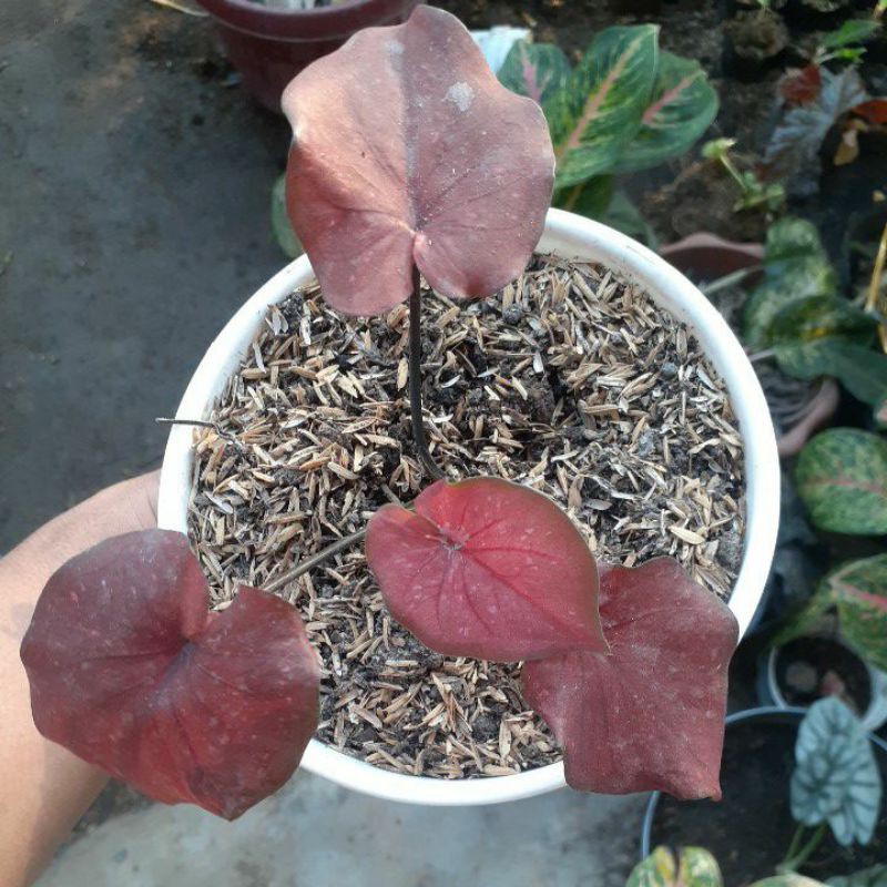 red jaguar caladium