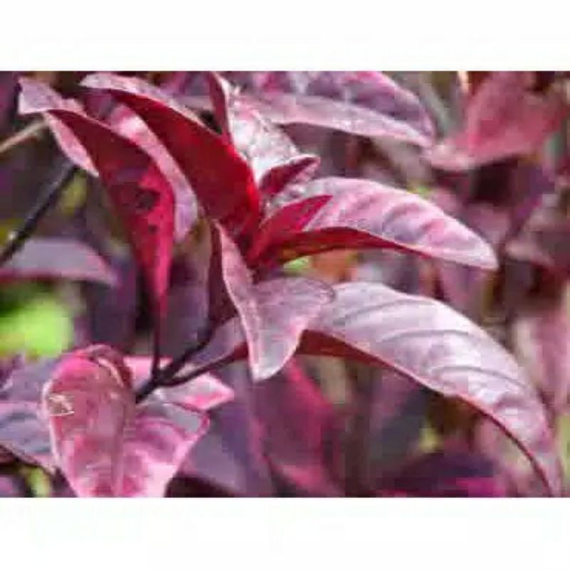 DAUN HANDEULEUM/ DAUN UNGU