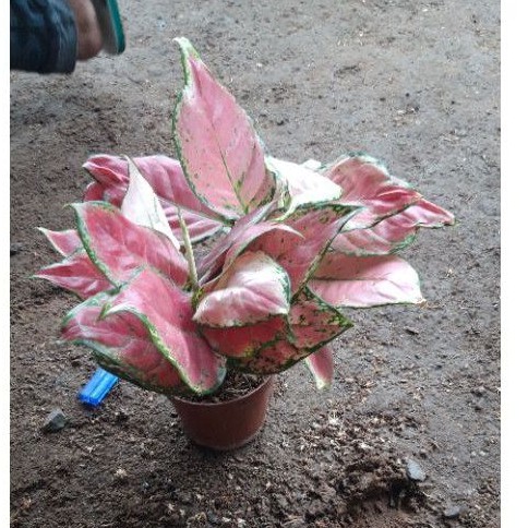 red anjamani jumbo aglonema