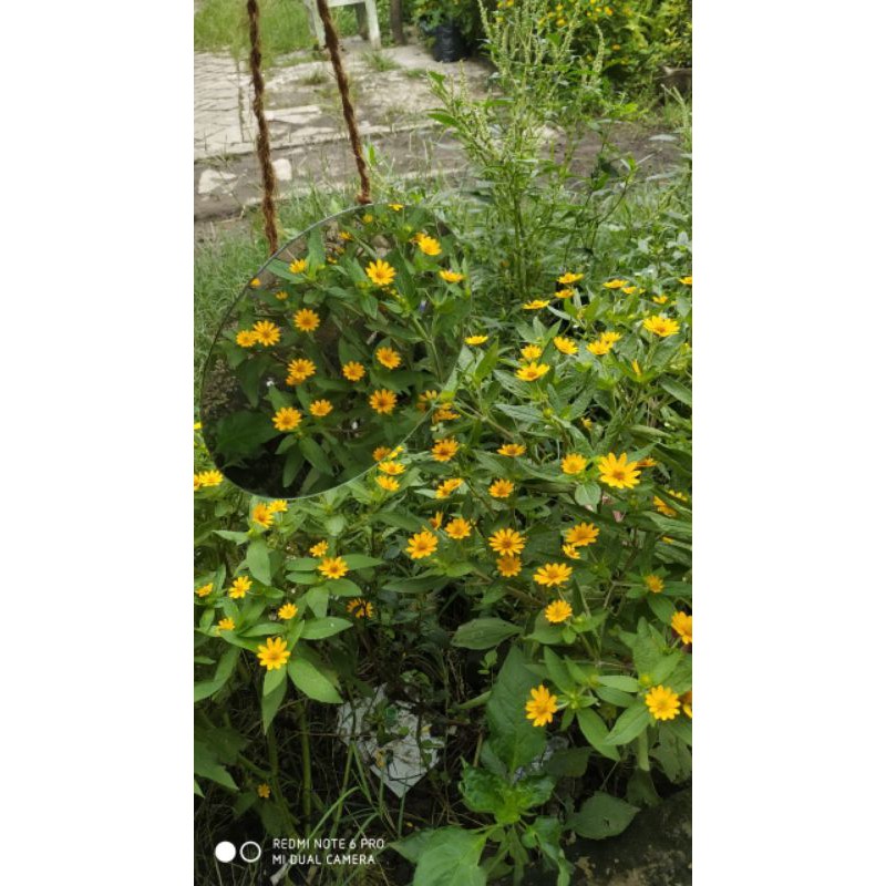 cermin tali rami cermin bulat cermin aesthetic cermin rias bundar cermin tempel dinding gantung 20cm-7