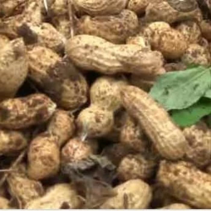 

Kacang Tanah Kulit Mentah / 500 Gram