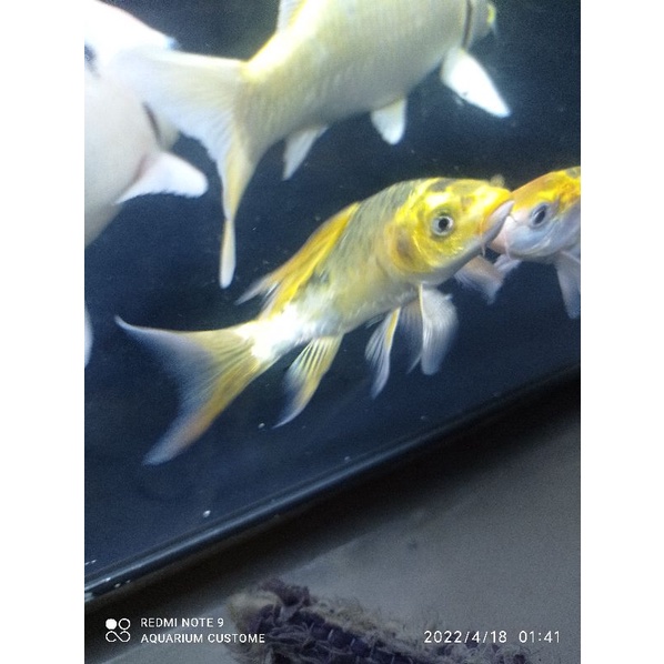 ikan koi kumpay slayer