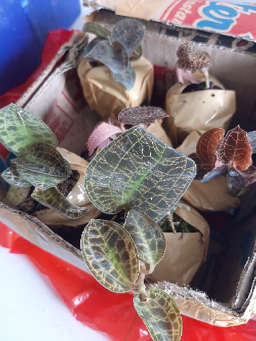 Anggrek Tanah Jewel Orchid/anoectochilus Rendwartii/anoectochilus Sp/macodes Petola