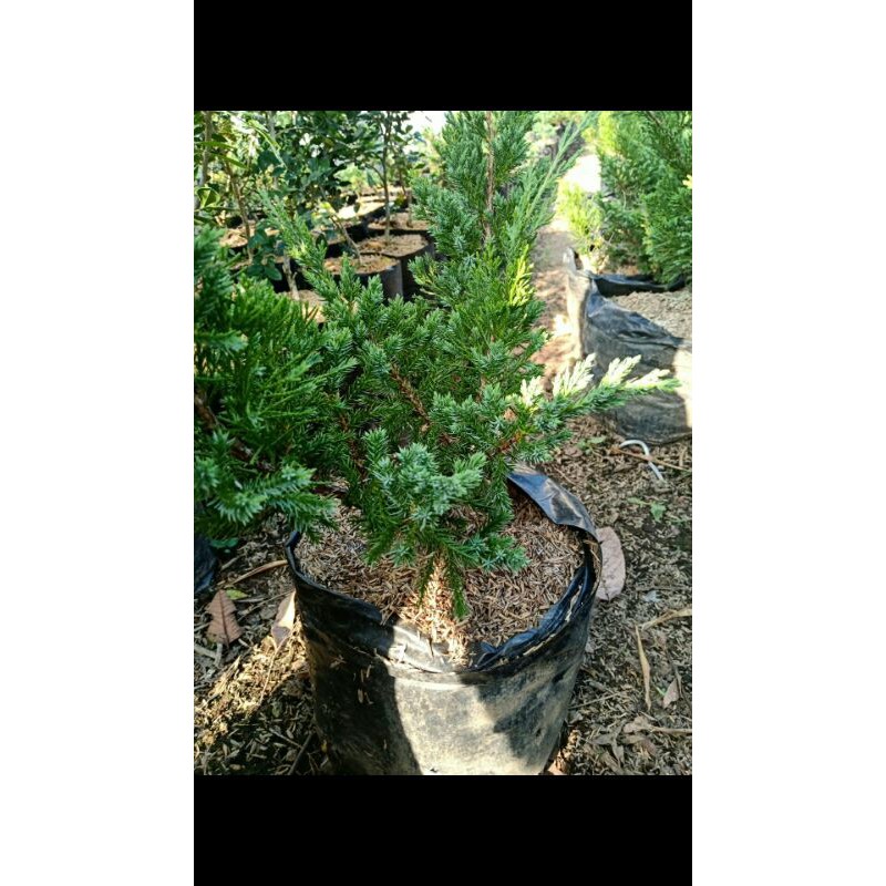 Bahan Bonsai Cemara Sinensis Hijau
