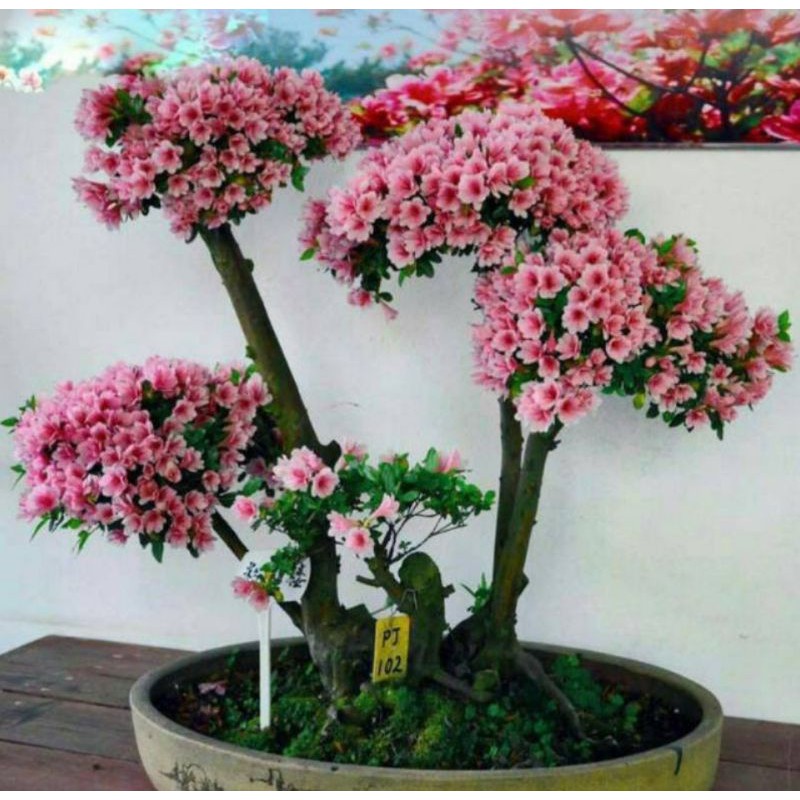 Bibit bunga sakura mini/sakura Jepang asli