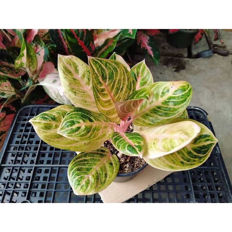 Bibit Bonggol aglonema rinjani