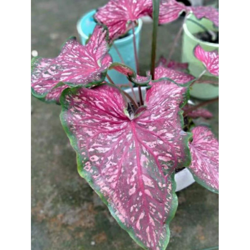 Caladium Worton Anakan / Keladi worton /Tanaman Hias Import Murah.