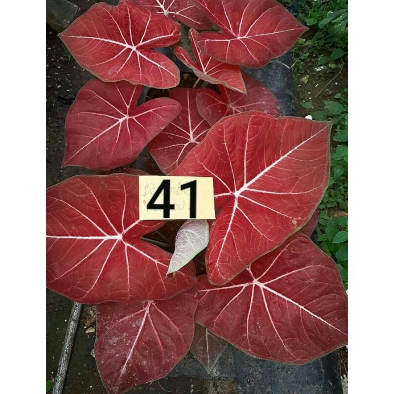 Caladium Hybrid H41 - keladi h41 - Caladium H41