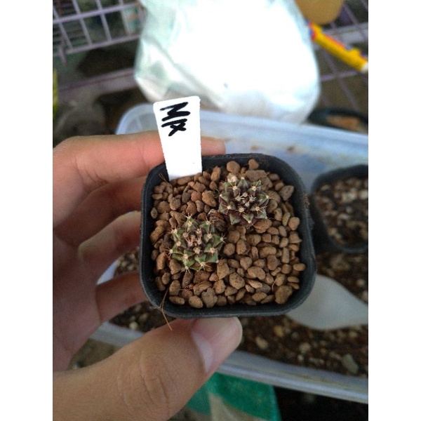 kaktus gymno gymnocalycium dari biji