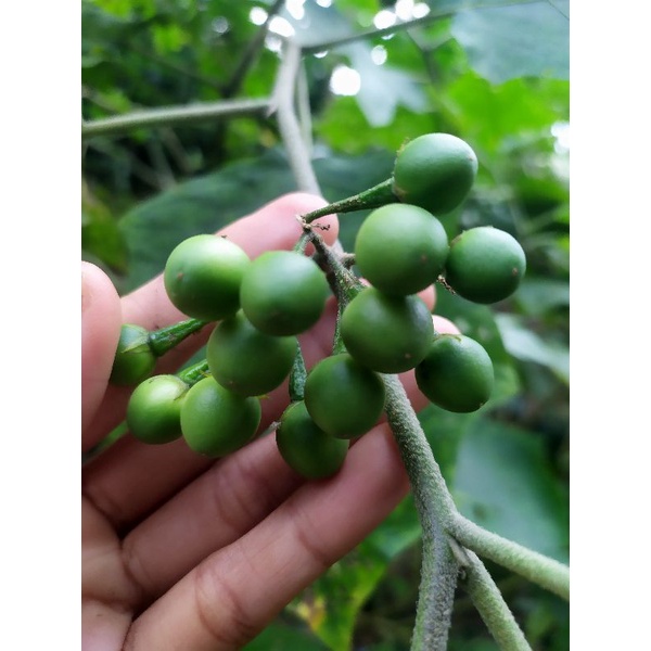 

Takokak Segar Pokak Cepokak Rimbang terung pipit 100 gram