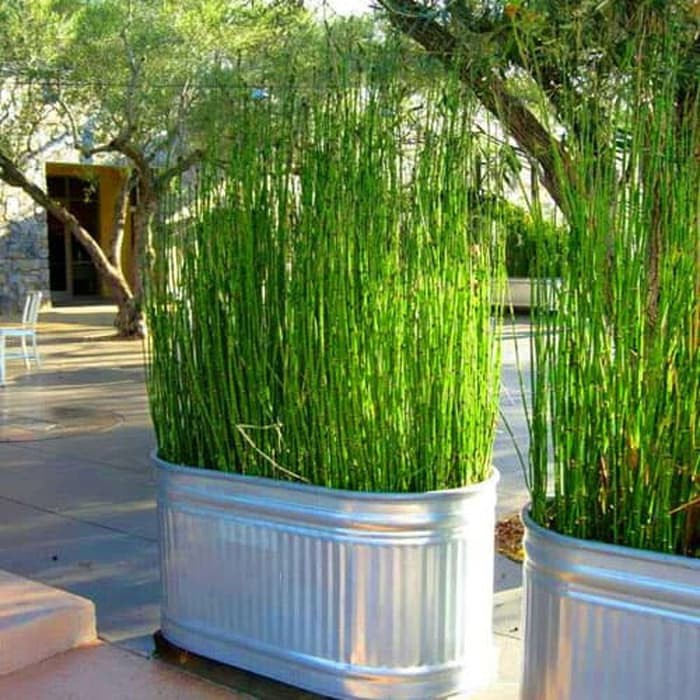 Tanaman hias air  bambu air  Equisetum hyemale Horsetail 