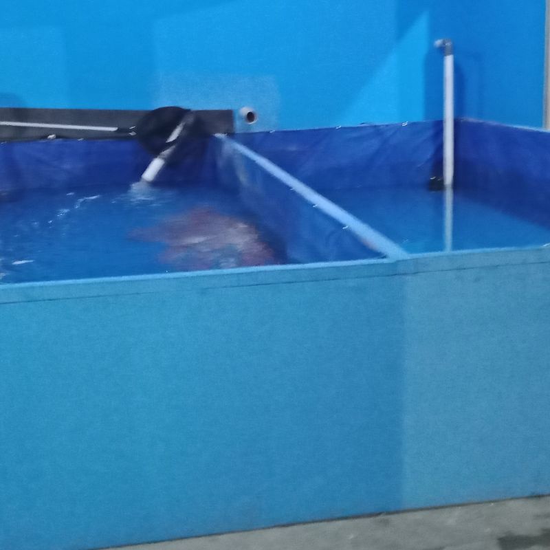 kolam terpal kotak ukuran 3 x 2 x 80. bahan orchid semi karet