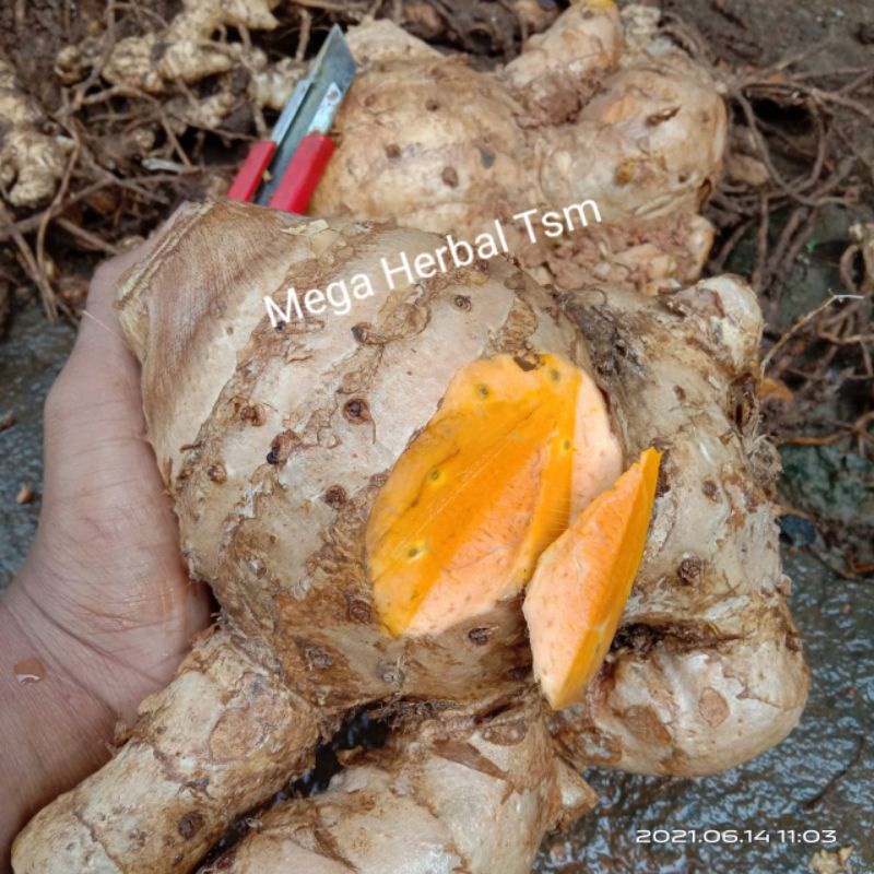 

Temulawak Segar 1kg/Temu Lawak Fresh Organik 1 kg