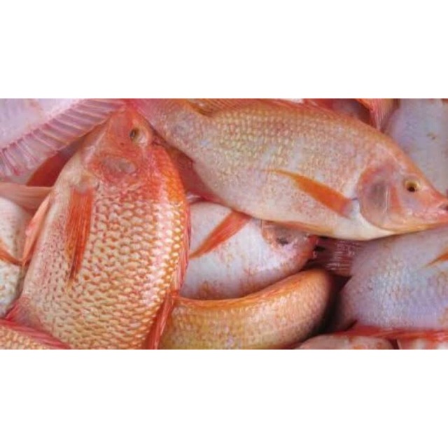 

Ikan Nila Merah Segar ±500 gram