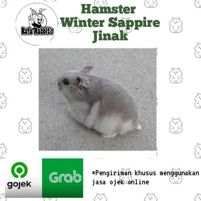hamster winter sapire lucu jinak menggemaskan khusus gojek