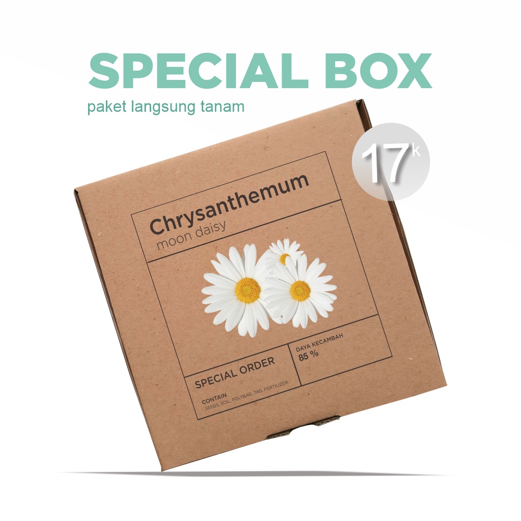 Paket Langsung Tanam - Gardening Kit - SPECIAL BOX - Benih Chrysanthemum Moon Daisy Bunga Krisan Putih Flower Seeds