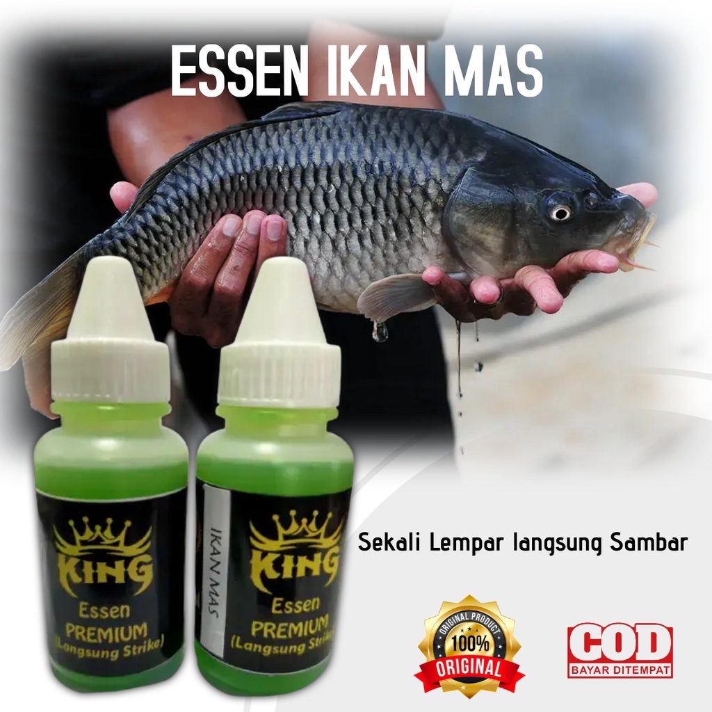 Jual Essen Ikan Mas Kilo Gebrus Harian Di Segala Cuaca Auto Strike