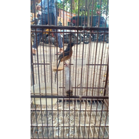 burung murai Medan trotol Ring APBN sertifikat