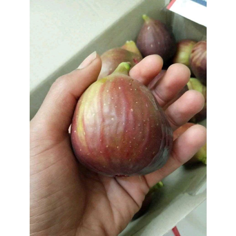 BUAH SEGAR buah tin  fig  ara 1kg fresh siap makan