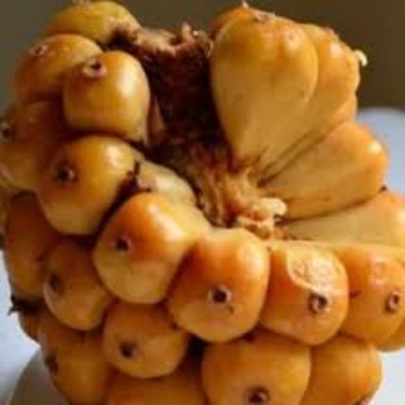 biji cikala/patikala/kecombrang/benih honje