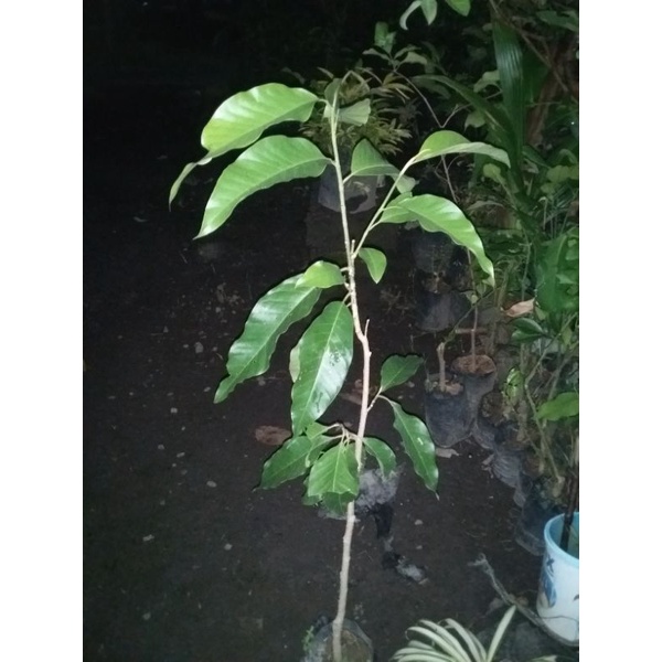 Jeruk siem madu berbuah, tongheng berbuah, pucuk merah, bunga gading/kantil