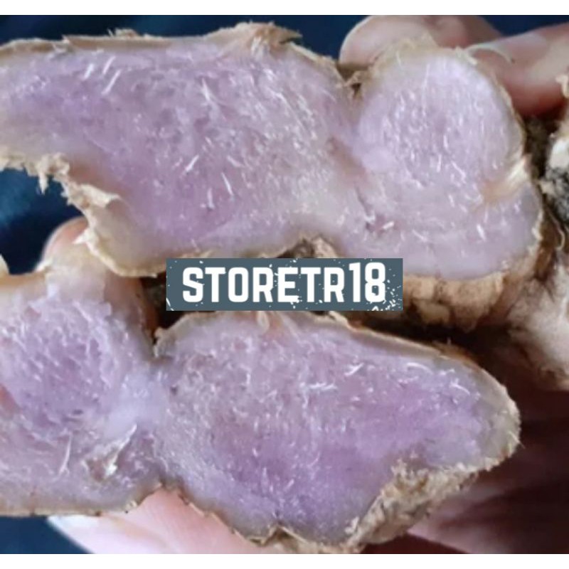 Rimpang bangle hitam temu ireng temu hitam panglai hitam paket hemat 250 gram