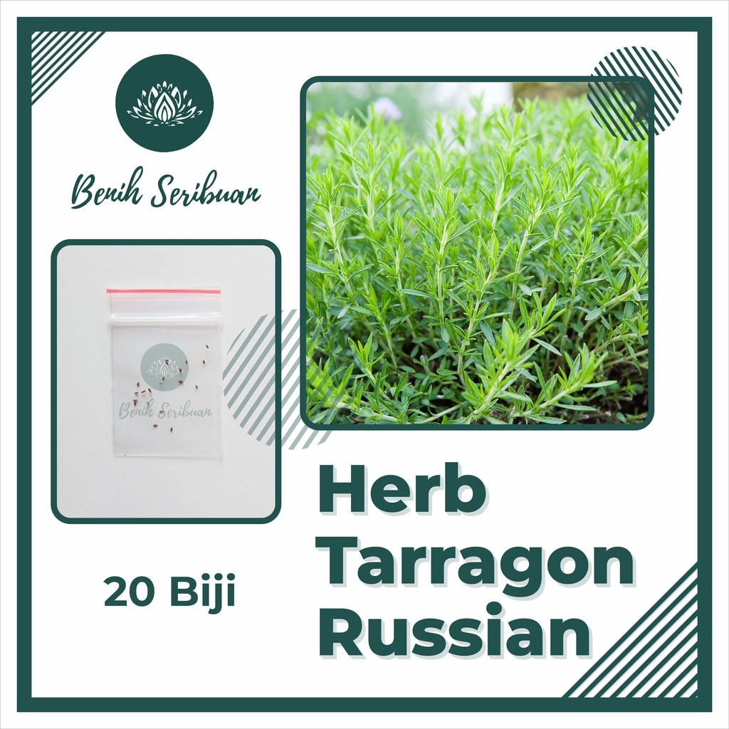 BS-BYL Benih Herbal Bibit Herb Herba Daun Mint Peppermint Lavender Basil Kale Kucai Coriander Parsley Alfalfa Grass-TARRAGON RUSSIAN